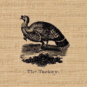 Printable Antique Turkey Illustration Graphic Digital Thanksgiving Bird ...