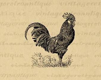 Rooster Graphic Image Printable Chicken Illustration Digital Download Antique Farm Animal Clip Art for Transfers etc 300dpi No.3175