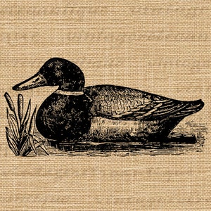 Printable Duck Graphic Image Antique Illustration Digital Bird Art Download Vintage Duck Clip Art for Transfers etc 300dpi No.1335 image 3