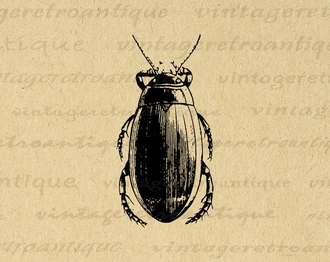 Printable Image Beetle Graphic Beetle Illustration Digital Insect