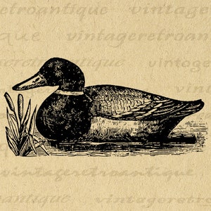 Printable Duck Graphic Image Antique Illustration Digital Bird Art Download Vintage Duck Clip Art for Transfers etc 300dpi No.1335 image 1