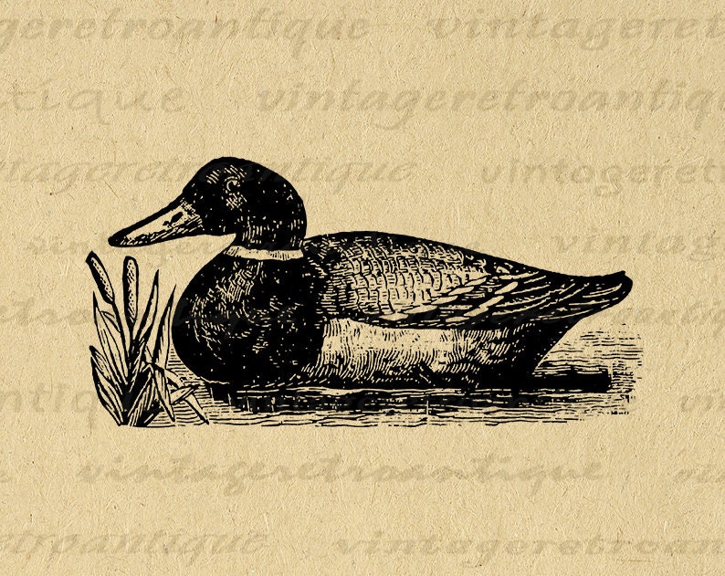 Printable Duck Graphic Image Antique Illustration Digital Bird Art Download Vintage Duck Clip Art for Transfers etc 300dpi No.1335 image 1