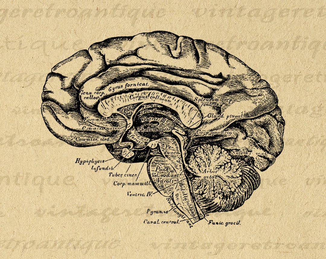 printable-image-brain-diagram-cross-section-digital-medical-diagram-graphic-anatomy-illustration-antique-brain-clip-art-300dpi-no-111-etsy