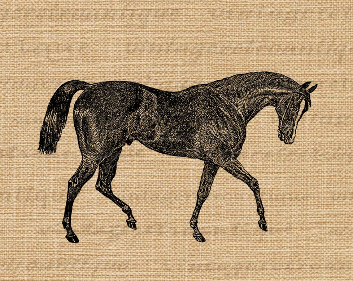 Antique Horse Digital Image Printable Horse Illustration - Etsy