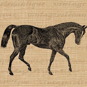 Antique Horse Digital Image Printable Horse Illustration Graphic ...