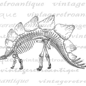 Stegosaurus Dinosaur Skeleton Graphic Image Digital Download Printable Vintage Clip Art for Transfers Printing etc 300dpi No.2189 image 2