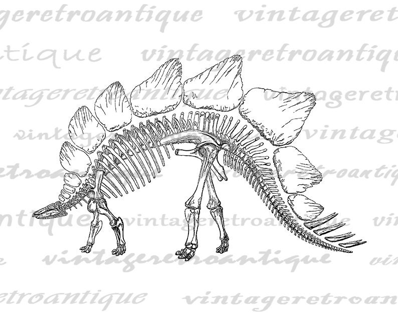 Stegosaurus Dinosaur Skeleton Graphic Image Digital Download Printable Vintage Clip Art for Transfers Printing etc 300dpi No.2189 image 2