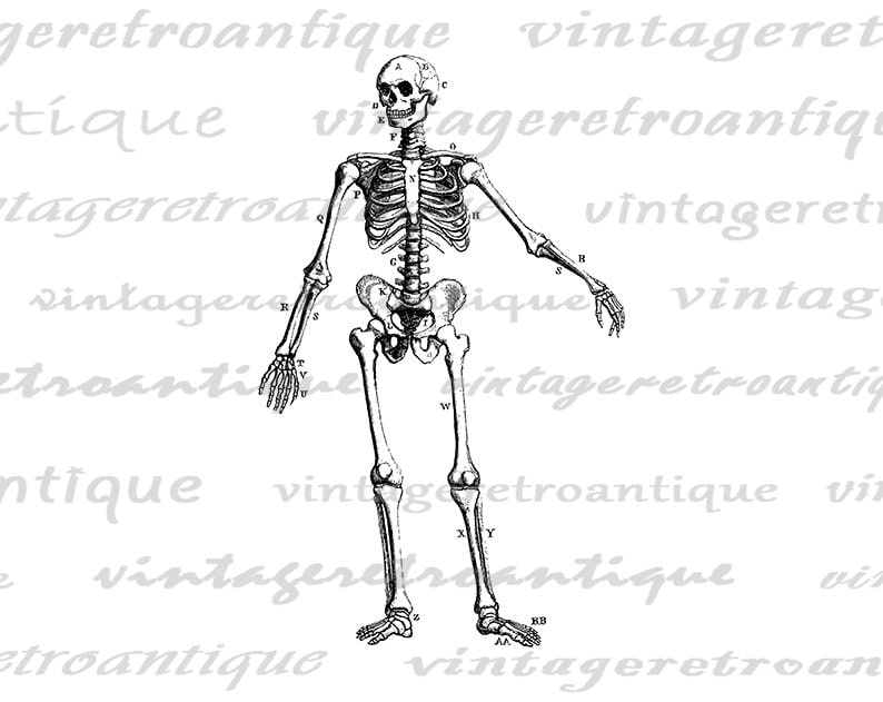 Skeleton Diagram Image Graphic Download Printable Digital Artwork ... Biology Diagrams