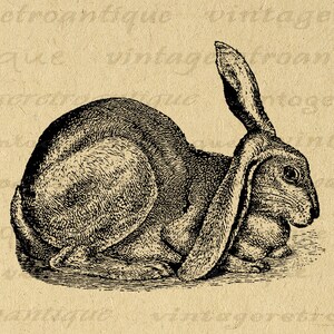 11x14 Rabbit Silhouette Digital Printable Graphic Bunny Illustration Image Download Antique Clip Art for Transfers etc 300dpi No.3381