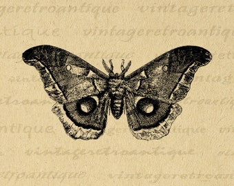 Digital Moth Graphic Download Printable Butterfly Illustration Image Vintage Clip Art for Transfers Making Prints etc 300dpi No.3134