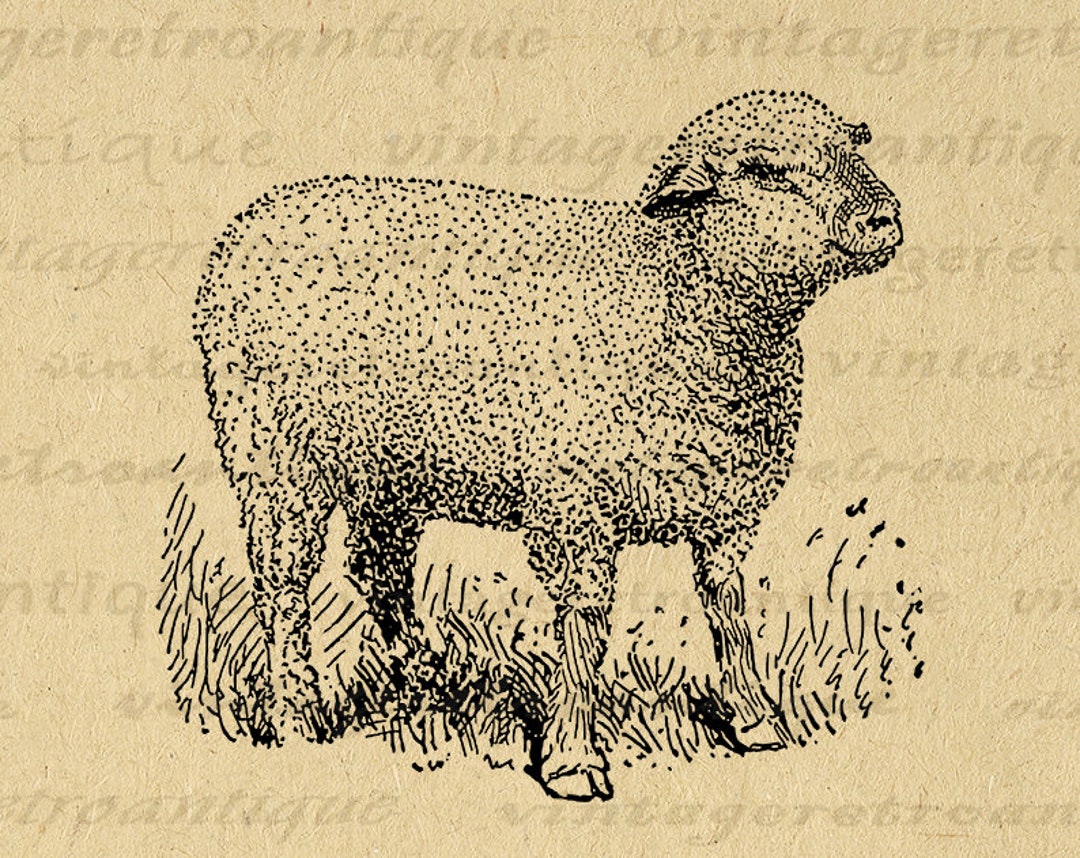 Vintage Sheep Illustration