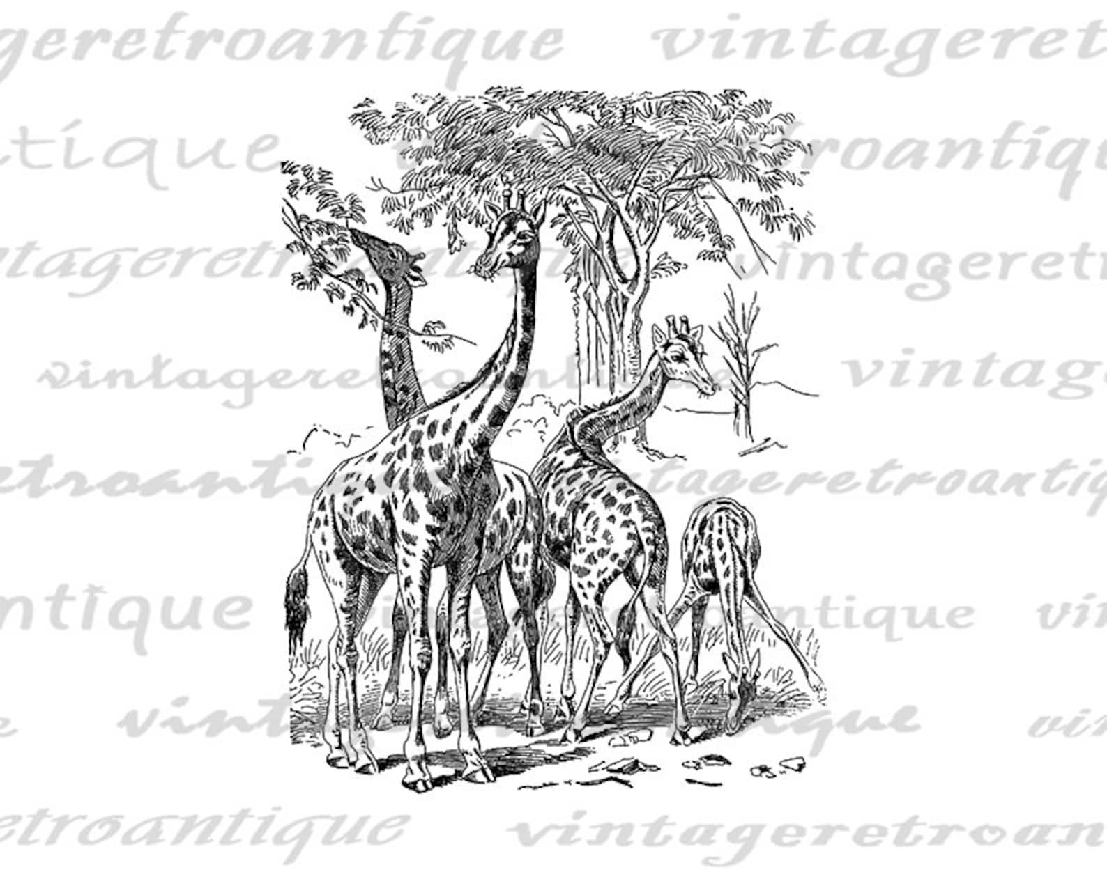 Giraffe Printable Graphic Digital Giraffes Illustration Image - Etsy