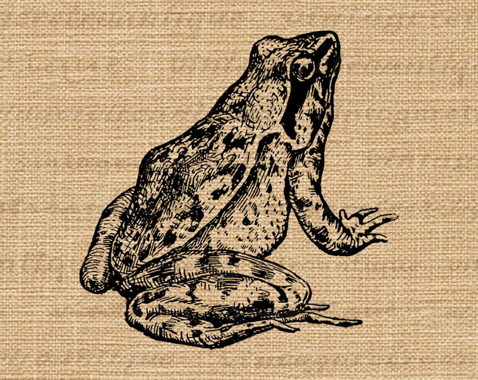 Antique Frog Printable Digital Image Download Frog Llustration Etsy