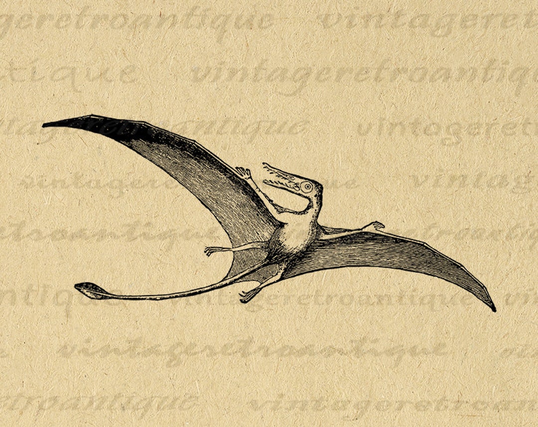 Pterodactyl, Illustration - Stock Image - C027/4502 - Science Photo Library