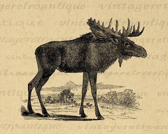 Moose Digital Graphic Printable Image Moose Illustration | Etsy