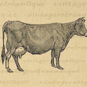 Printable Cow Graphic Image Farm Animal Artwork Download Illustration Digital Vintage Clip Art for Transfers etc 300dpi No.3152
