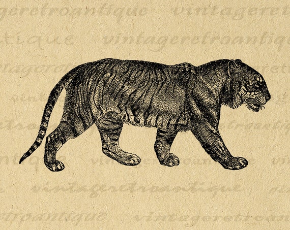 Printable Image Bengal Tiger Digital Download Illustration | Etsy