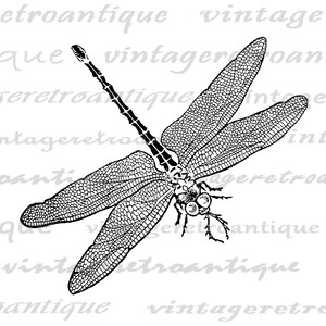 Digital Graphic Antique Dragonfly Printable Image Download Vintage ...
