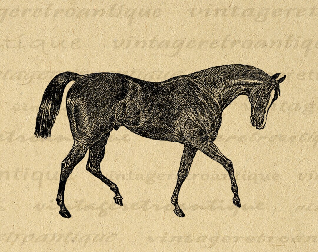 Antique Horse Digital Image Printable Horse Illustration Graphic ...