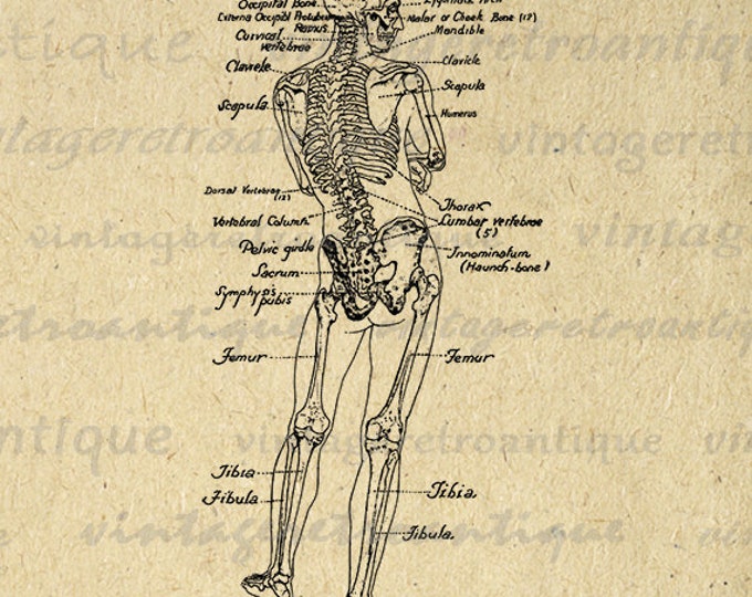 This item is unavailable Biology Diagrams