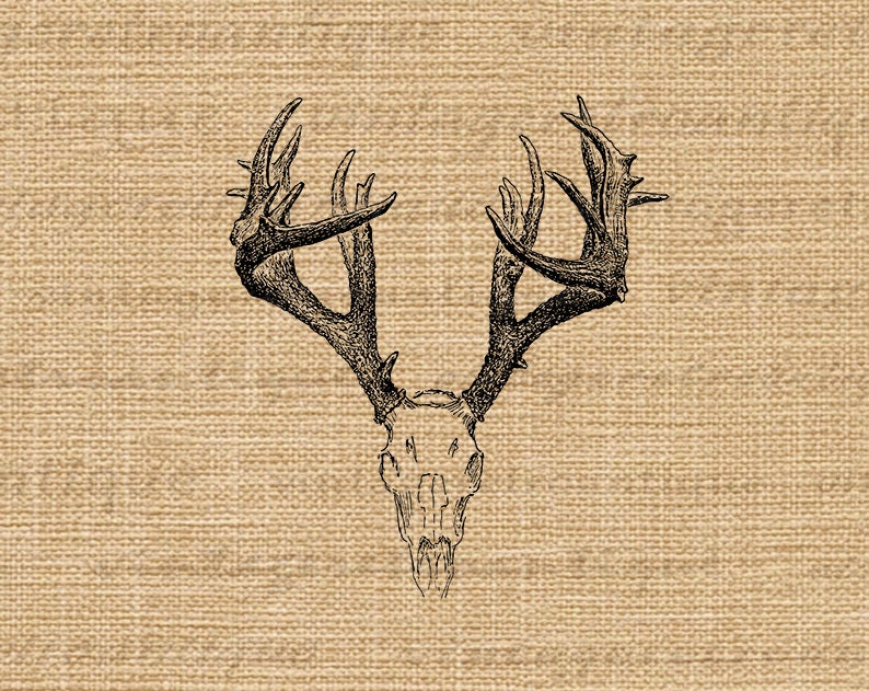 Printable Digital Deer Skull Graphic Antlers Illustration Download Image Vintage Antlers Clip Art for Transfers etc 300dpi No.1248 image 3