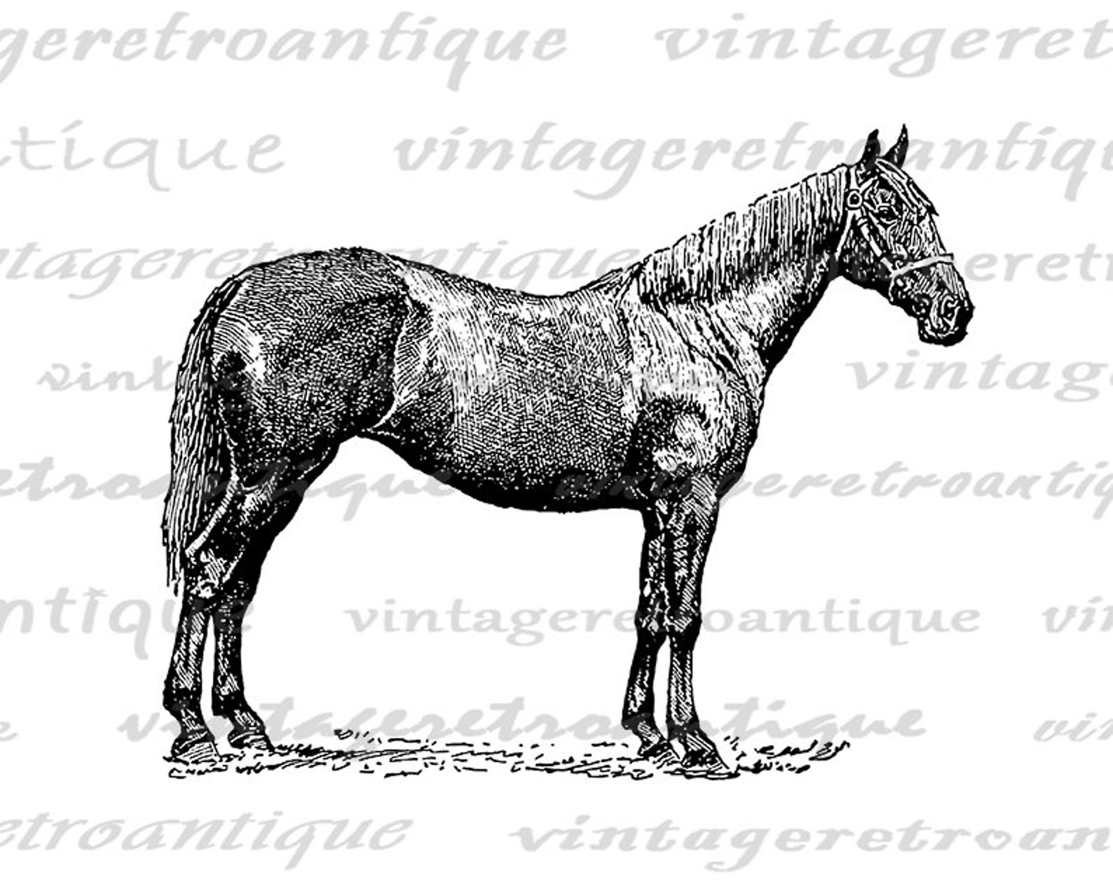 Printable Horse Image Antique Horse Illustration Digital Etsy