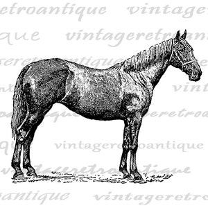 Printable Horse Image Antique Horse Illustration Digital Graphic ...