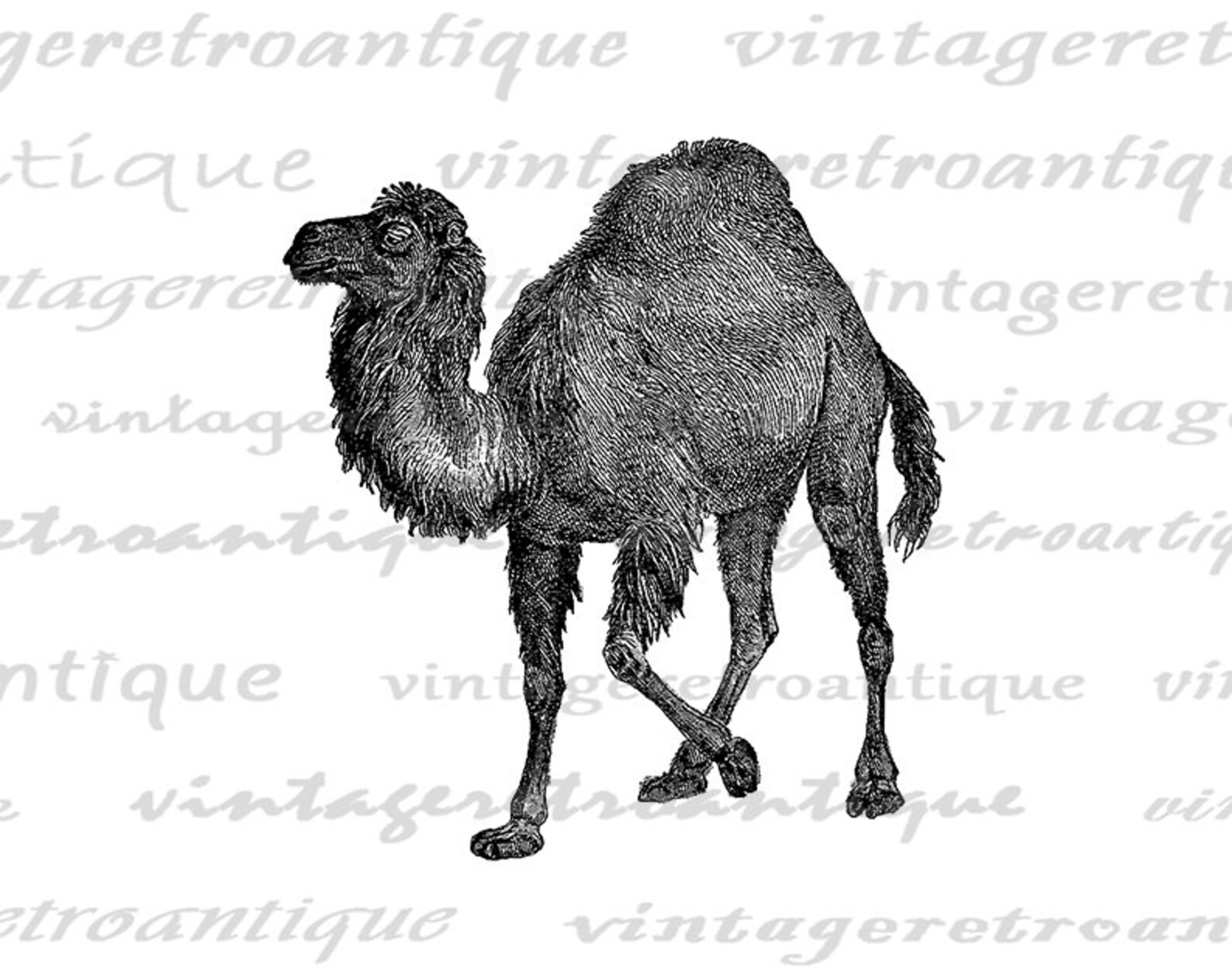 Digital Graphic Camel Printable Image Antique Camel Illustration ...