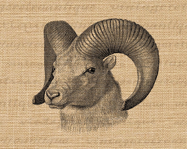 Printable Image Sheep Graphic Ram Horns Digital Image Farm - Etsy