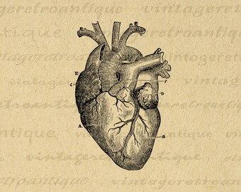 Digital Heart Diagram Graphic Image Medical Printable Anatomy Antique Artwork Download Vintage Clip Art for Transfers 300dpi No.118