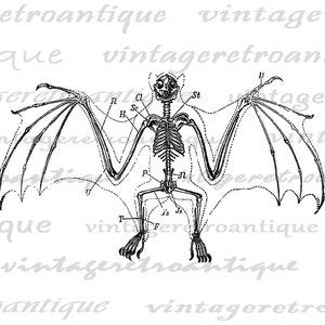 Puede incluir: Un dibujo en blanco y negro de un esqueleto de murci&eacute;lago con caracter&iacute;sticas anat&oacute;micas etiquetadas. El murci&eacute;lago se muestra en vuelo con las alas extendidas.
