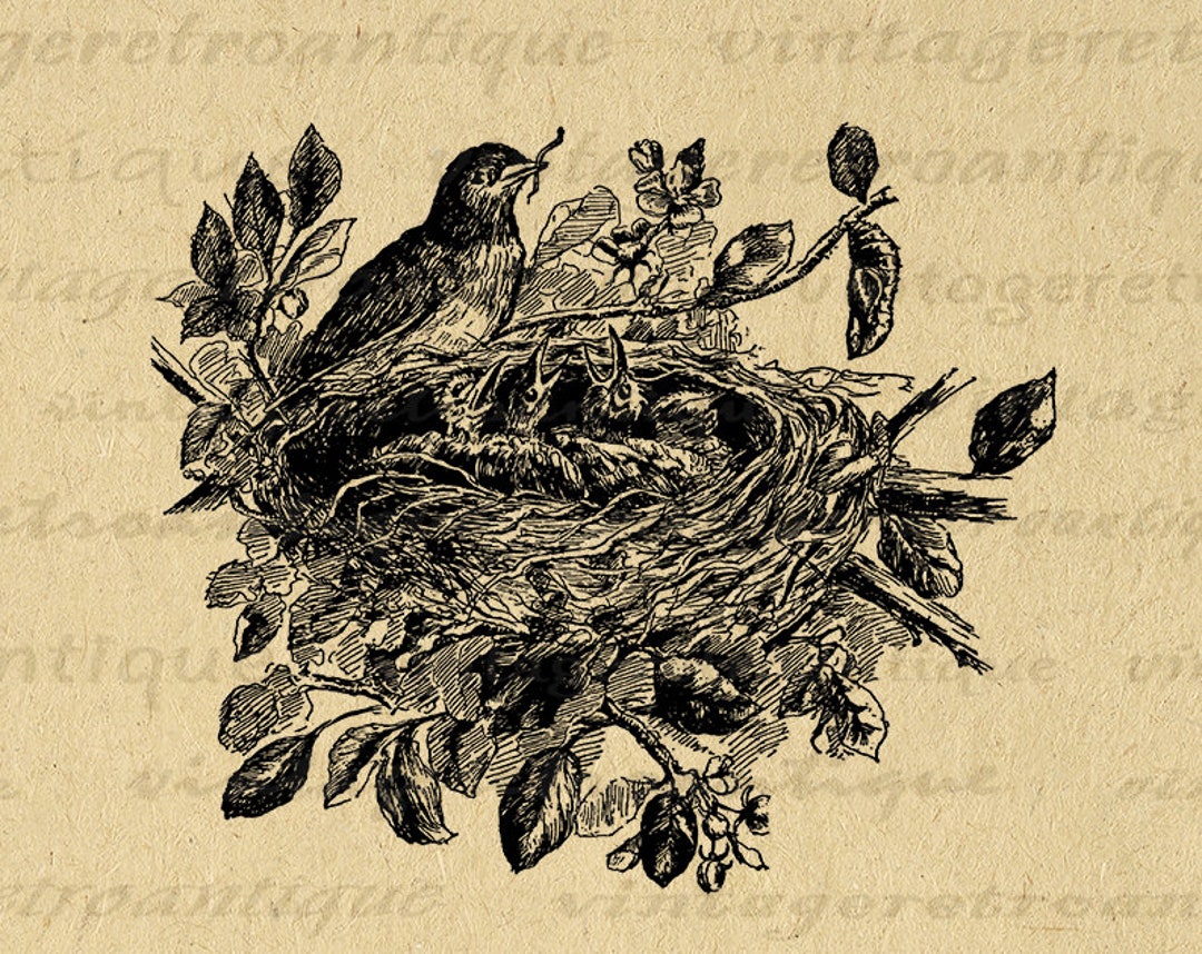 Printable Baby Birds and Bird Nest Digital Image Download Collage Sheet ...