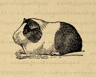 Printable Pet Guinea Pig Image Digital Illustration Download Graphic Vintage Animal Clip Art for Transfers Printing etc 300dpi No.3055