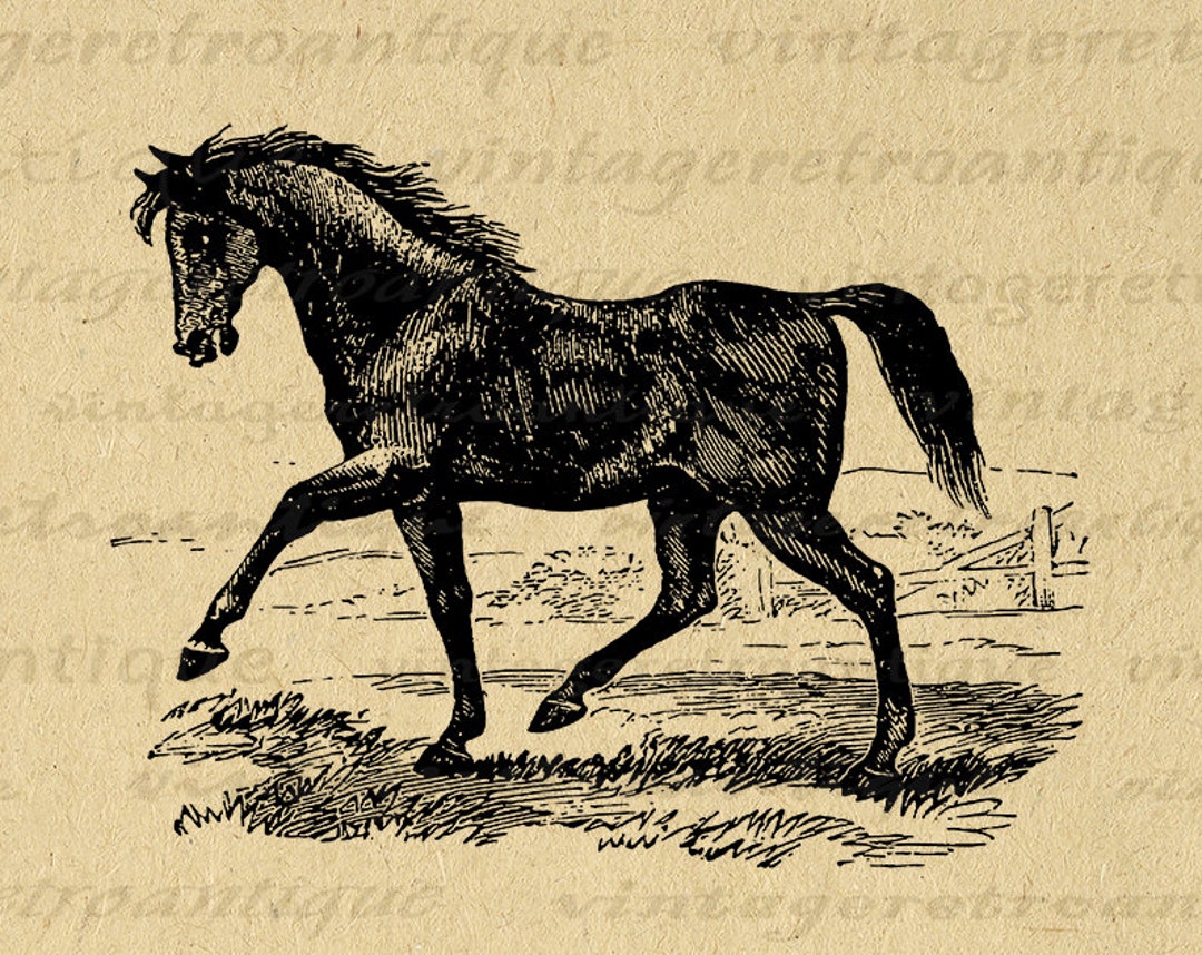 Antique Horse Image Printable Download Digital Graphic Illustration ...