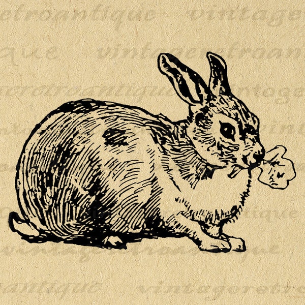 Image imprimable lapin avec feuille graphique mignon lapin téléchargement numérique Antique Clip Art pour fer sur transferts impressions etc 300dpi No.3489