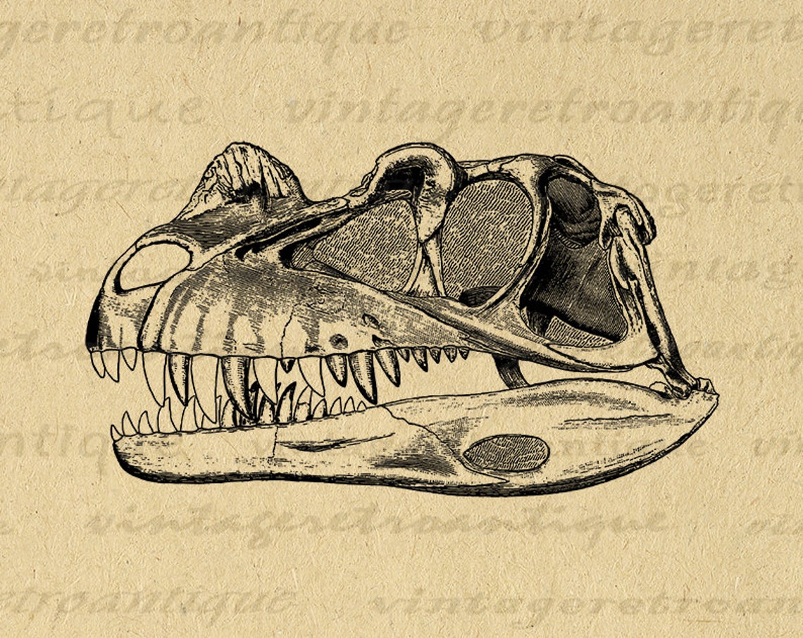 Digital Printable Dinosaur Skull Image Graphic Download - Etsy