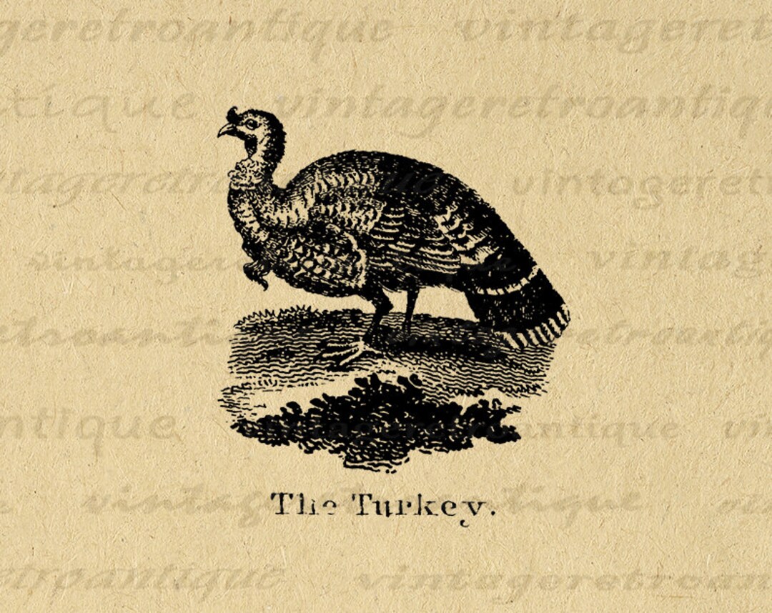 Printable Antique Turkey Illustration Graphic Digital Thanksgiving Bird ...