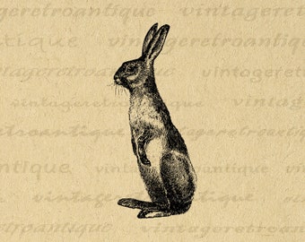 Printable Digital Rabbit Image Bunny Download Illustration Rabbit Graphic for Iron on Transfers Pillows Tea Towels etc 300dpi No.1378