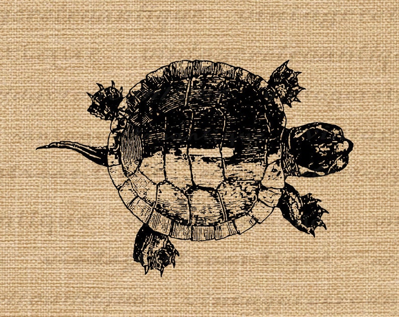 Printable Tortoise Turtle Graphic Download Illustration Digital Image Vintage Clip Art for Iron on Transfers etc 300dpi No.3097 image 3