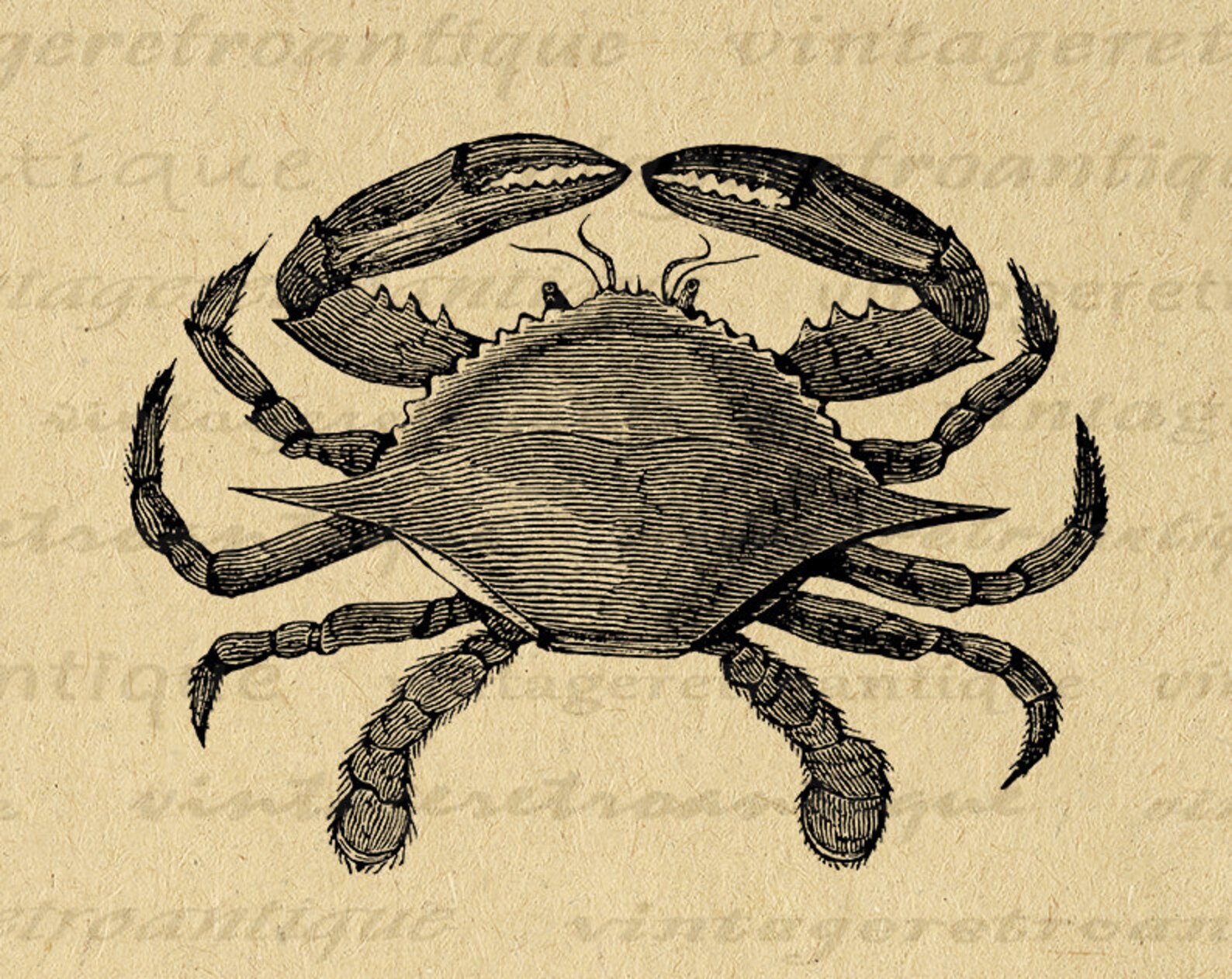 Digital Printable Crab Download Ocean Graphic Sea Image Antique Crab Illustration Clip Art for ...