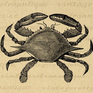 Digital Printable Crab Download Ocean Graphic Sea Image Antique Crab Illustration Clip Art for Iron on Transfers etc 300dpi No.089