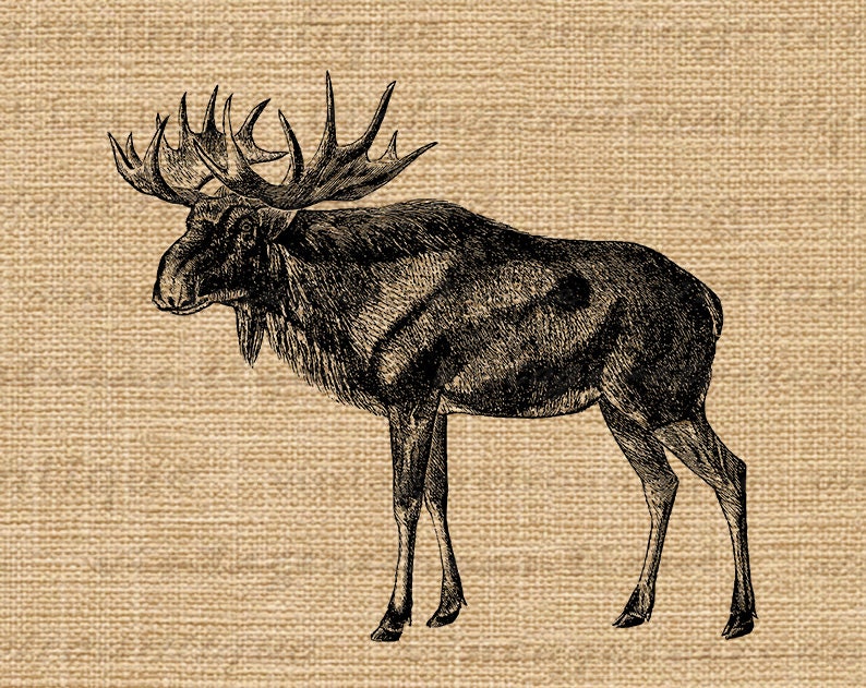 Printable Elk Digital Image Graphic Old Fashioned Illustration Antique Deer Clip Art for Transfers Making Prints etc 300dpi No.2184 image 3