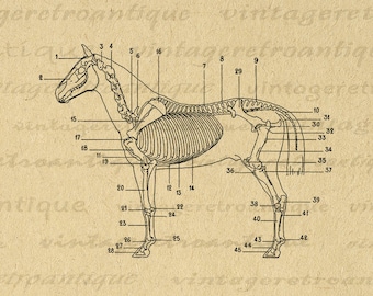 Horse Skeleton Diagram Digital Image Printable Equestian Illustration Graphic Vintage Clip Art for Transfers Prints etc 300dpi No.1949