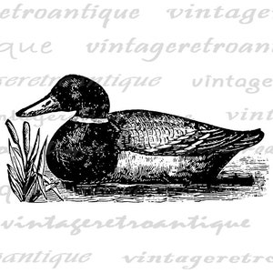 Printable Duck Graphic Image Antique Illustration Digital Bird Art Download Vintage Duck Clip Art for Transfers etc 300dpi No.1335 image 2