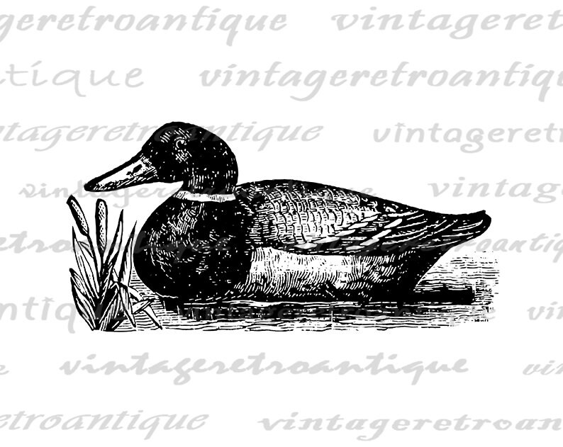 Printable Duck Graphic Image Antique Illustration Digital Bird Art Download Vintage Duck Clip Art for Transfers etc 300dpi No.1335 image 2