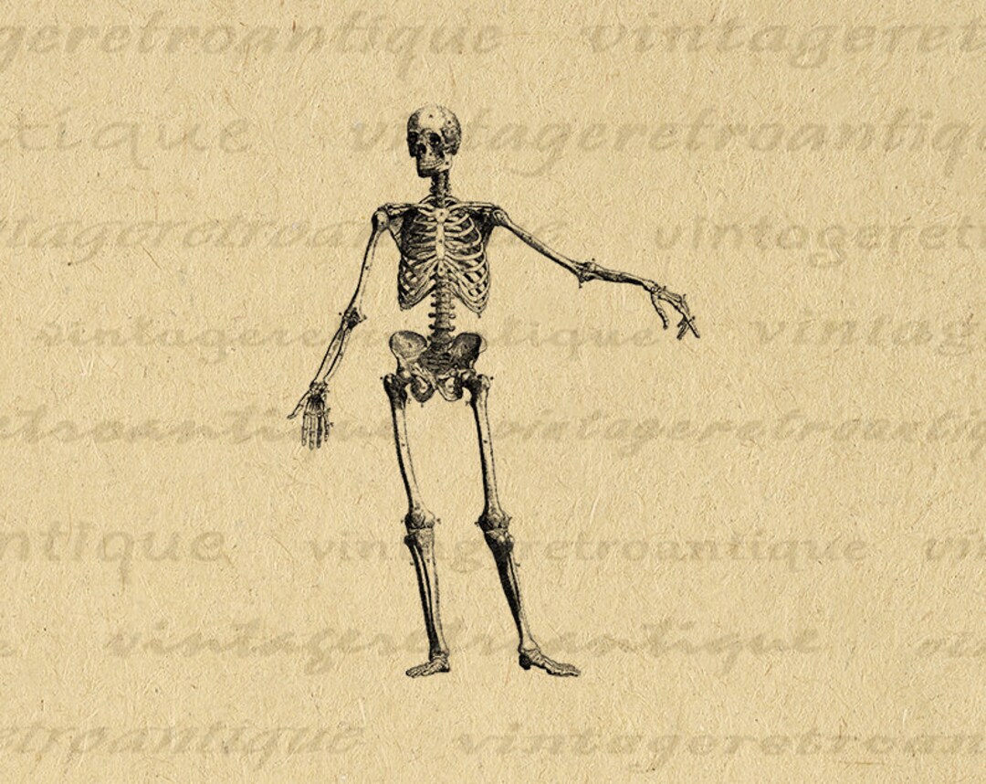 Printable Skeleton Diagram Graphic Digital Image Artwork Download ... Biology Diagrams