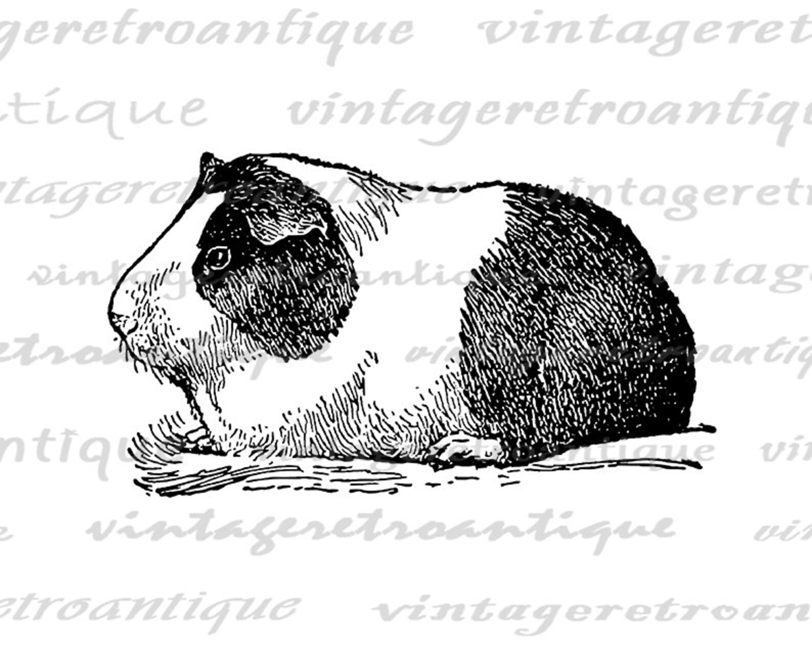 11x14 Printable Pet Guinea Pig Image Digital Illustration | Etsy