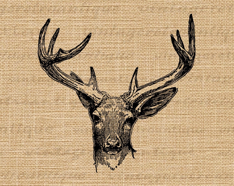 Printable Antique Deer Graphic Instant Download Deer Antlers Image Illustration Digital Vintage Clip Art for Transfers 300dpi No.444 image 3