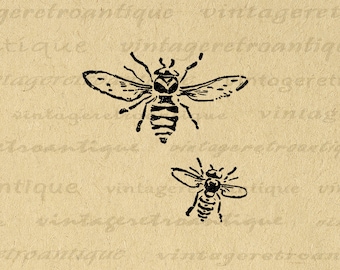 Bee Wall Art, Bee Printable, Printable Bees, Bee Clip Art, Vintage Bee Art, Digital Image Instant Download No. 1564