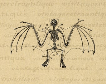 Bat Skeleton Digital Printable Download Halloween Bat Image Graphic Artwork Vintage Clip Art for Transfers Prints etc 300dpi No.2753